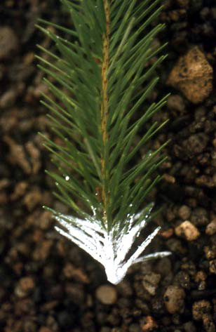 Bouture hormonée Picea abies - © N. Dorion